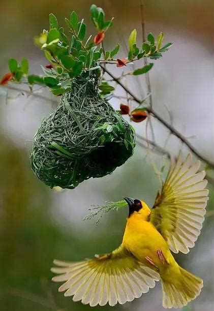 鳥來家裡築巢 風水|【家中有鳥築巢】鳥築巢兆頭！家中有鳥築巢的風水好運